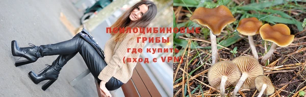 индика Аркадак